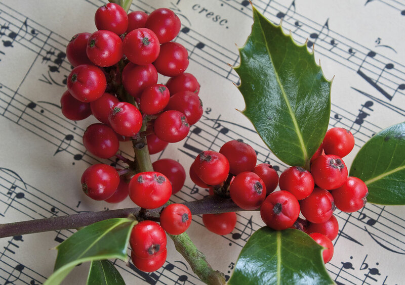 Beeren auf Noten